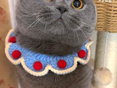 -猫里有甜