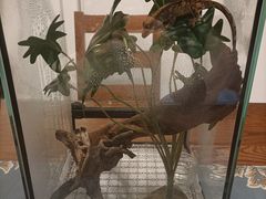 -酷以爬仙阁实体爬宠店·守宫·蜥蜴·专业繁育