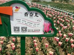 android_upload_pic-荷兰花海