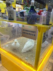 点击看大图 -神奇动物撸宠馆·羊驼·小浣熊·异宠(豫园店)