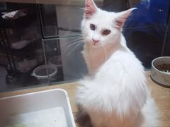 -唐小姐の猫狗洗护·购宠旗舰店(周浦万达店)