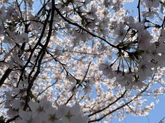 -高东镇樱花园