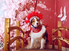 -超宠爱宠物摄影-Super pet