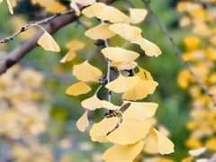 -重庆市江北嘴中央商务区中央公园