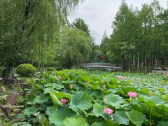 -大宁公园