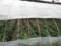 -大自然农场蔬菜草莓采摘园