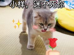 -逗柴咖啡屋·狗咖猫咖宠物桌游