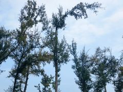 -西涌国际滨海旅游区