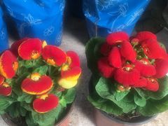 -秦美花卉(天朗·莱茵小城2期店)