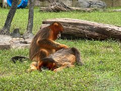 -大连森林动物园