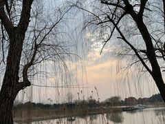 -大塘金香草谷