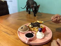 -猫小院猫主题餐厅(三里屯店)