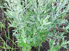 -嘉喜来比萨(罗马花园店)