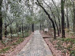 -紫金山山顶公园