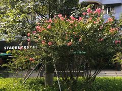 -星巴克(深圳侨城街店)