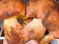 -菌之家·专业纯野生菌火锅·特色炒菌