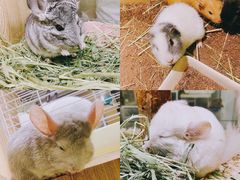 -藦茜花园宠物主题亲子互动体验馆(国顺东路店)