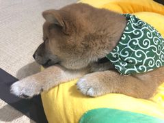 -逗柴咖啡屋·狗咖猫咖宠物桌游