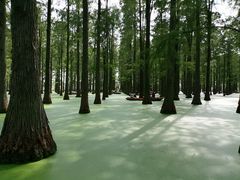 -渌洋湖湿地公园
