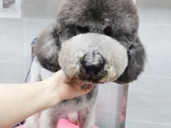 -宠福鑫康馨动物医院·骨科·眼科