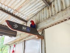 -新加坡飞禽公园