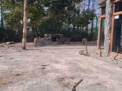 -上海野生动物园老虎餐厅