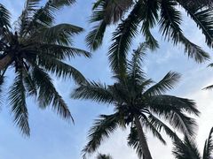 -东郊椰林