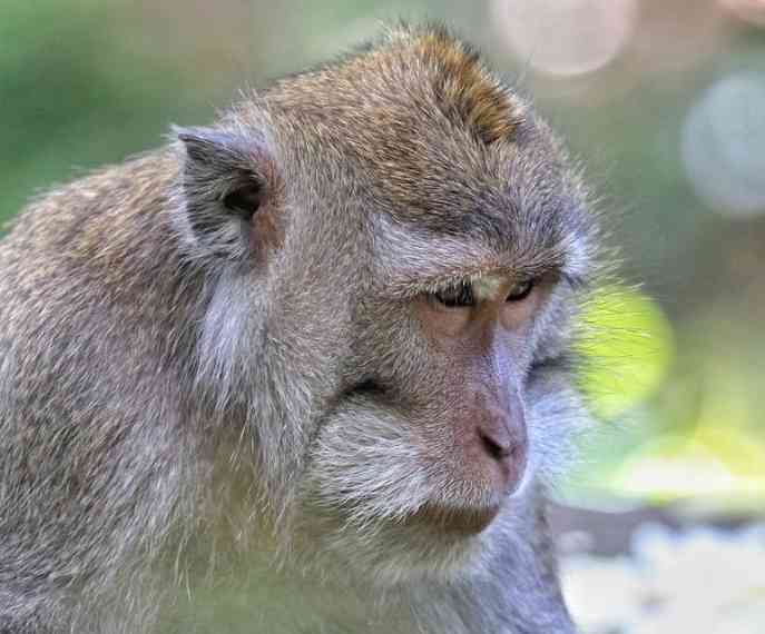 圣猴森林街-"sangeh monkey forest."-大众点评移动版