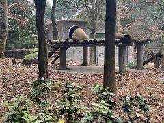 -都江堰中华大熊猫苑