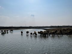 -宁波杭州湾国家湿地公园