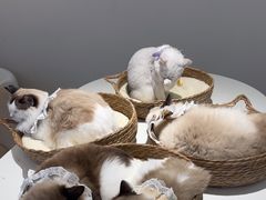 -怪兽屋·羊驼·猫咖·狗咖(俊华广场店)