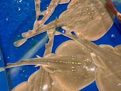 -三亚火车头万人海鲜广场