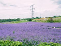-紫颐香薰山谷景区