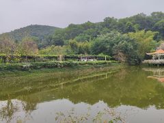 -大屏嶂森林公园