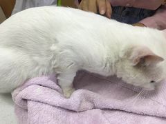 -菲丽丝宠物医院·24小时·猫科中心·免疫点(淮海分院)