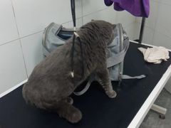 -宠颐生宠物医院·犬猫全科·皮肤科(商业街店)