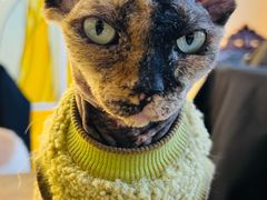 -猫小院猫主题餐厅(南锣旗舰店)