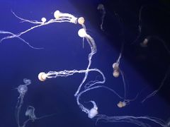 -新加坡海洋生态馆
