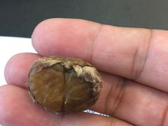 -阿男野栗王(金门路店)