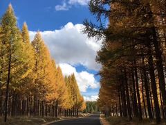 -塞罕坝国家级自然保护区