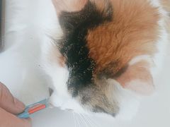 -瑞派福兴宠物医院犬猫全科·骨科·中西医结合(河东店)