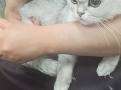 -宠福鑫康馨动物医院·骨科·眼科