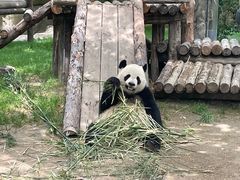 -上海野生动物园