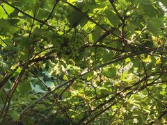 -合肥滨湖国家森林公园