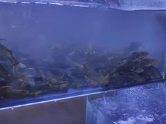 -石锅苗苗鱼(武汉首店)