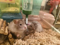 -龙猫仔乐园(惠福东路店)