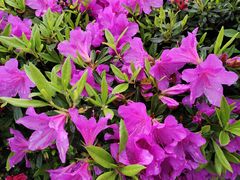 -中国大熊猫保护研究中心雅安碧峰峡基地