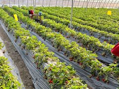 -田趣农庄草莓采摘园