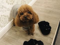 -伟伟宠物医院·CT影像中心·瑞派犬猫综合性门诊(汉口总院)