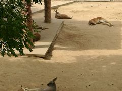 -石家庄市动物园